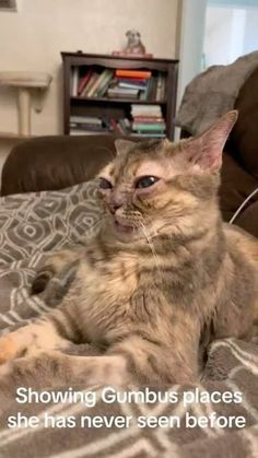 Innehåller en bild av: ĞÜMBŲŞ